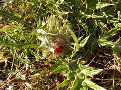 Cirsium ehrenbergii