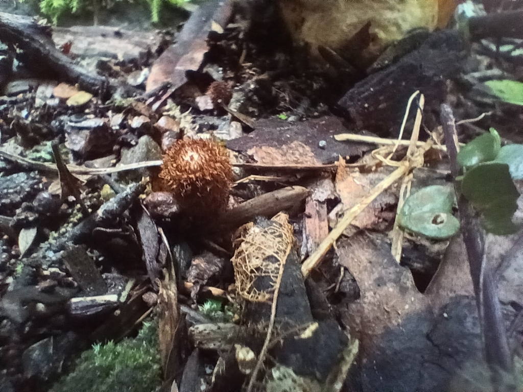 Cyathus striatus · May 2026 · photo: © mphnz (iNaturalist, cc0)