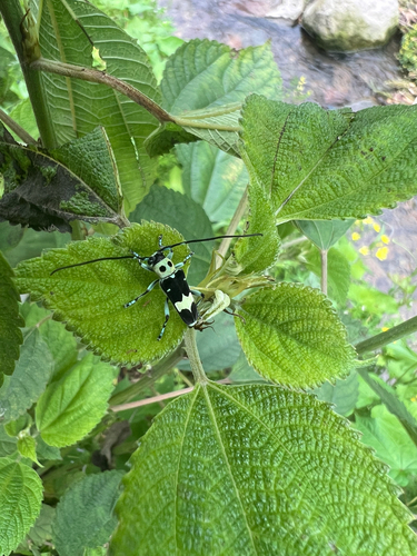Paraglenea fortunei