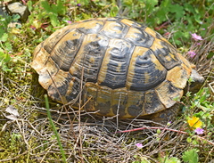 Testudo hermanni