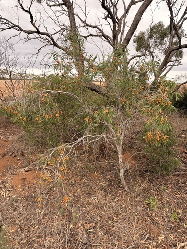 Native apricot