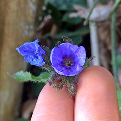 Pulmonaria officinalis