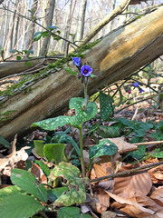 Pulmonaria officinalis