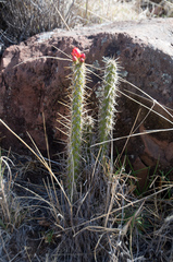 Corryocactus erectus