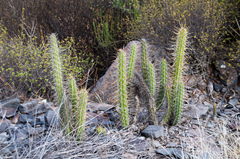 Corryocactus erectus