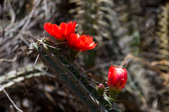 Corryocactus erectus