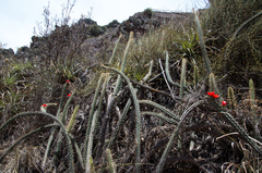 Corryocactus erectus