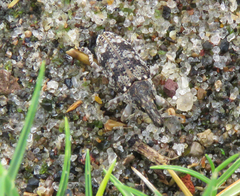 Neocleonus maculipes