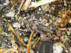 Neocleonus maculipes