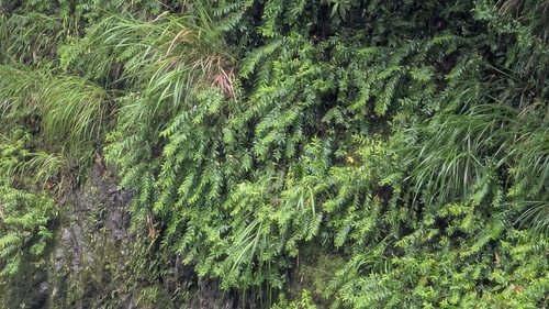 Hypericum subalatum observed 2026-04-30