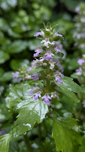 Ajuga dictyocarpa, photograph 6