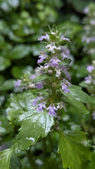 Ajuga dictyocarpa, photograph (c) Cheng-Te Hsu, some rights reserved (CC BY)