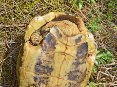Testudo hermanni