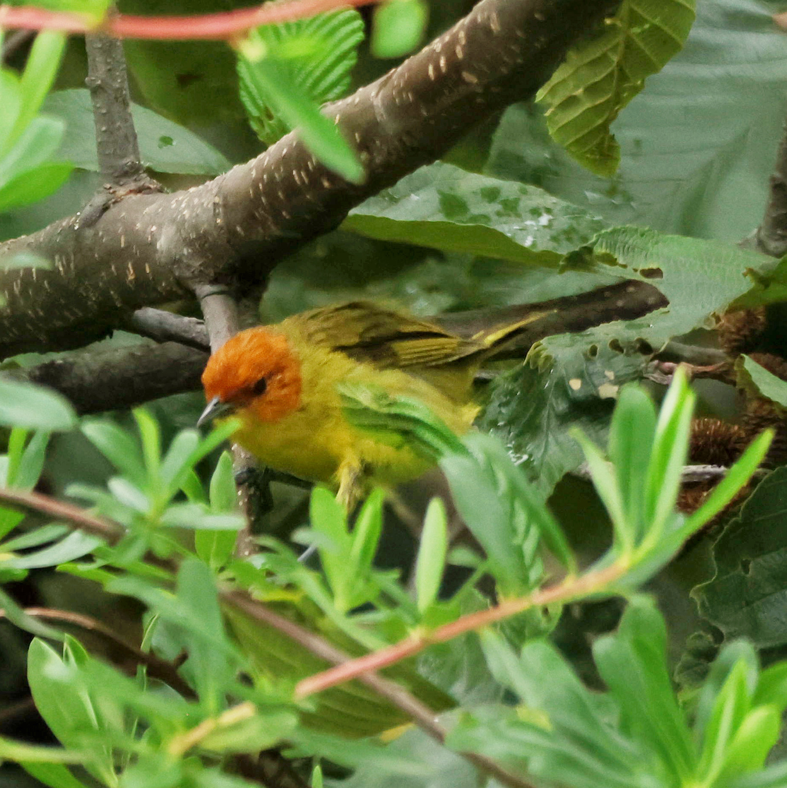 Rust-and-yellow Tanager (Thlypopsis ruficeps), photo 2