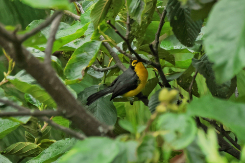 Spectacled Whitestart (Myioborus melanocephalus), photo 5