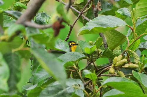 Spectacled Whitestart (Myioborus melanocephalus), photo 6