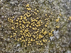 Candelariella aurella