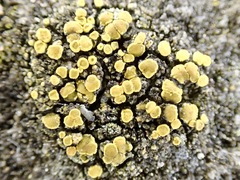 Candelariella aurella