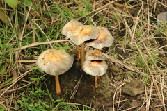 Protostropharia ovalispora