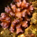 Coral Coliflor - Photo (c) omkarb, algunos derechos reservados (CC BY-NC)