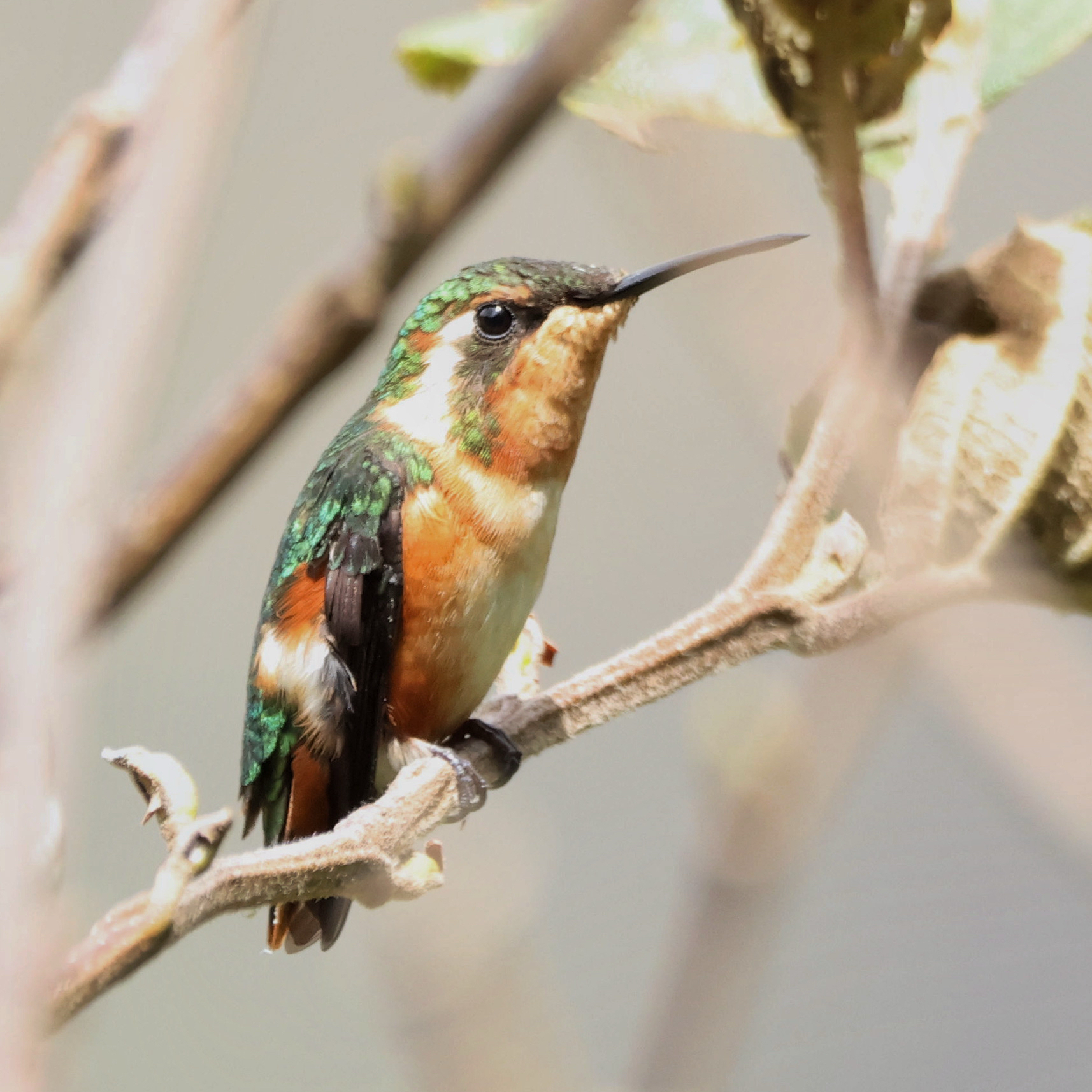 White-bellied Woodstar (Chaetocercus mulsant), photo 8