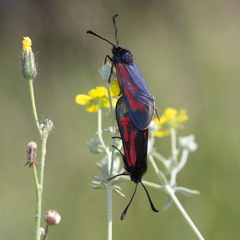 Zygaena minos