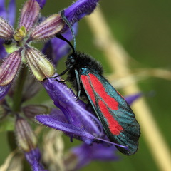 Zygaena minos