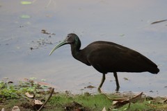 Mesembrinibis cayennensis