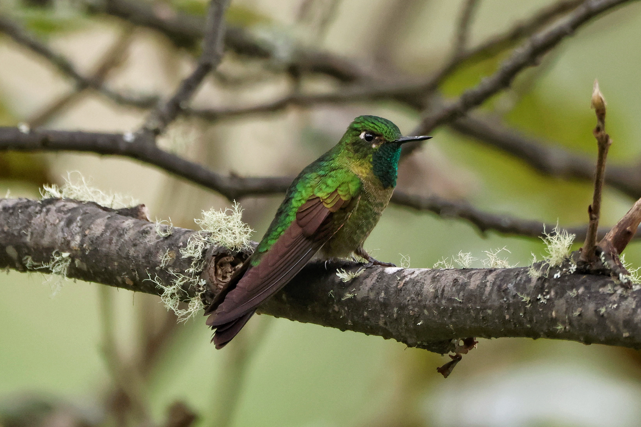 Tyrian Metaltail (Metallura tyrianthina), photo 5