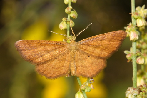 Geltonsparnis Sprindžiukas nuotrauka