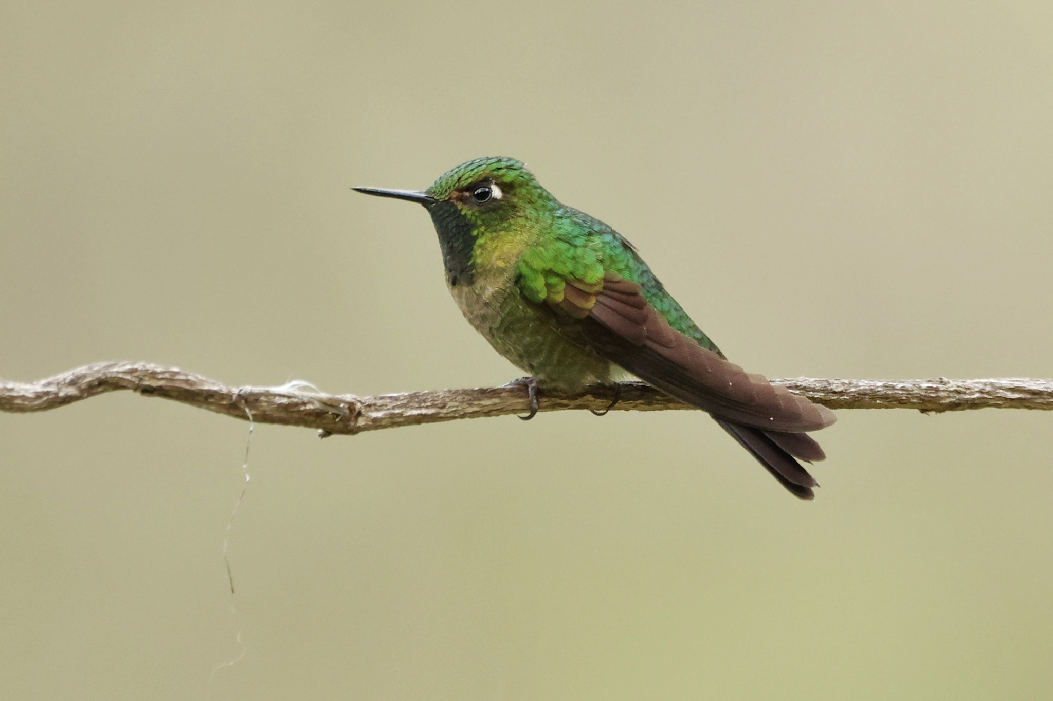 Tyrian Metaltail (Metallura tyrianthina), photo 6