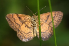 Idaea serpentata