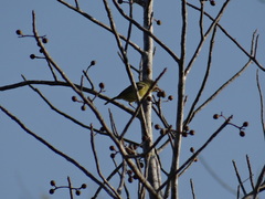 Vireo pallens