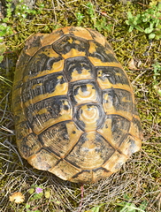 Testudo hermanni