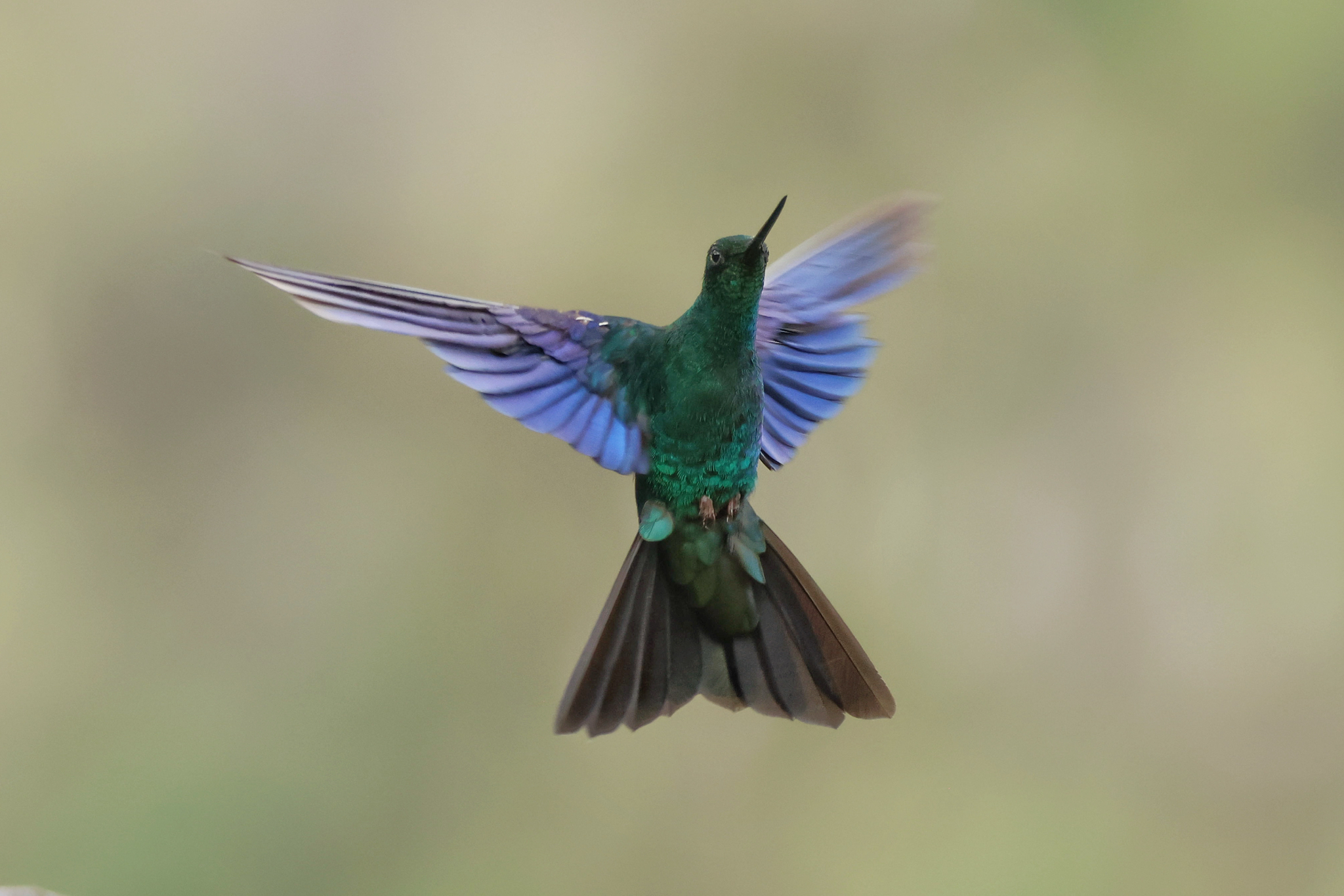 Great Sapphirewing (Pterophanes cyanopterus), photo 3
