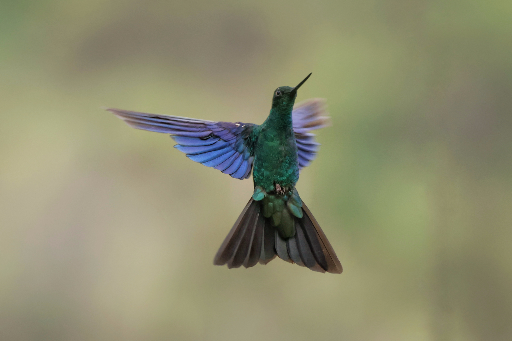Great Sapphirewing (Pterophanes cyanopterus), photo 4