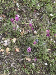 Castilleja exserta