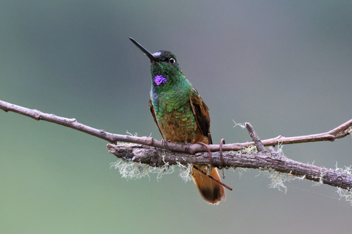 Violet-throated Starfrontlet (Coeligena violifer), photo 9
