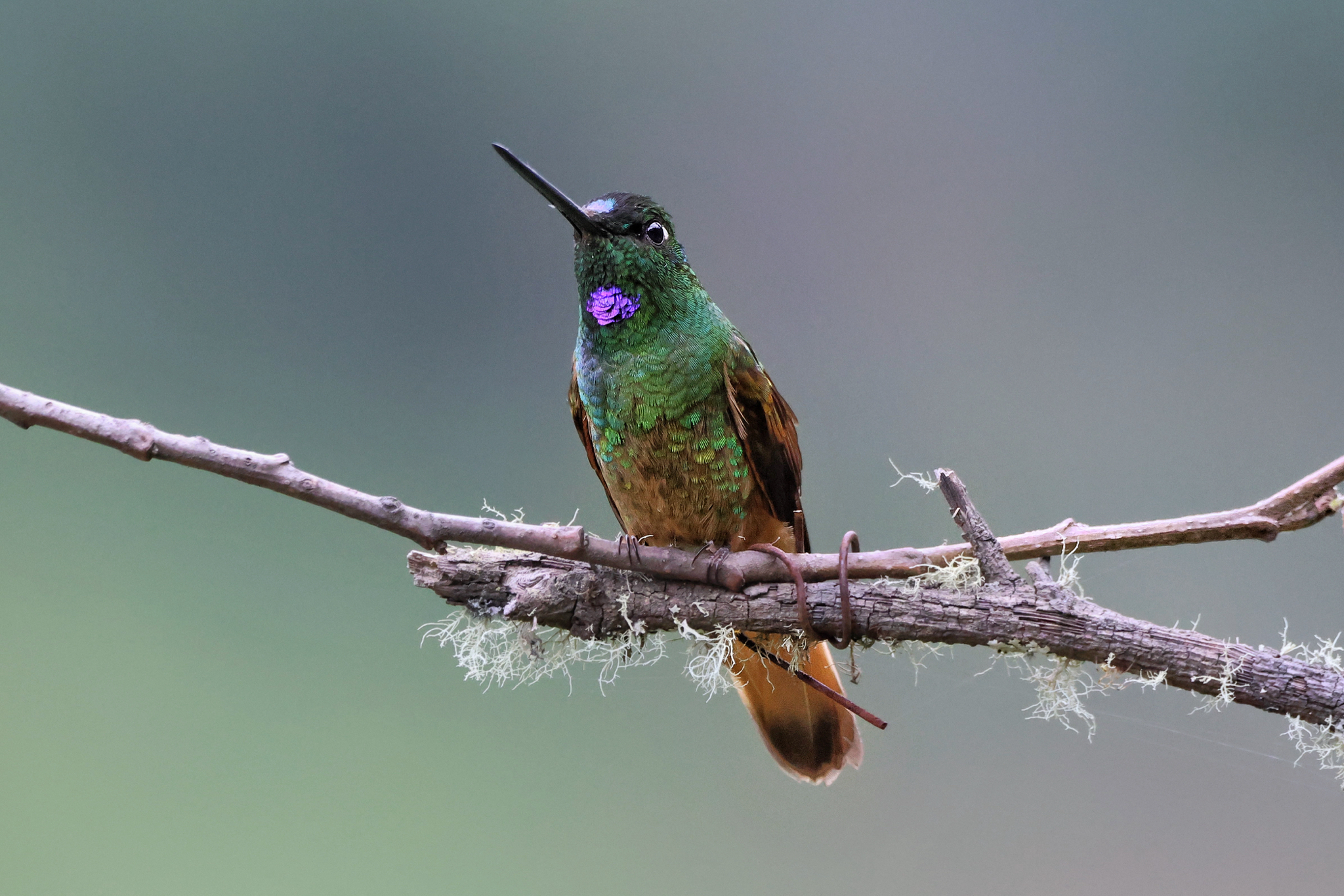 Violet-throated Starfrontlet (Coeligena violifer), photo 4