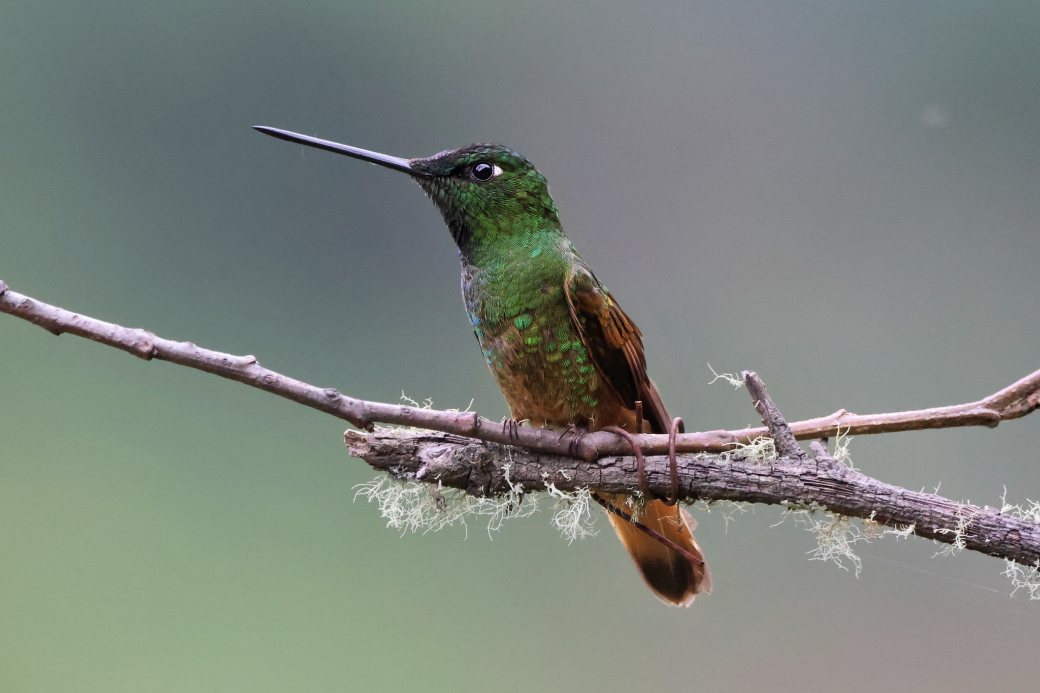 Violet-throated Starfrontlet (Coeligena violifer), photo 5