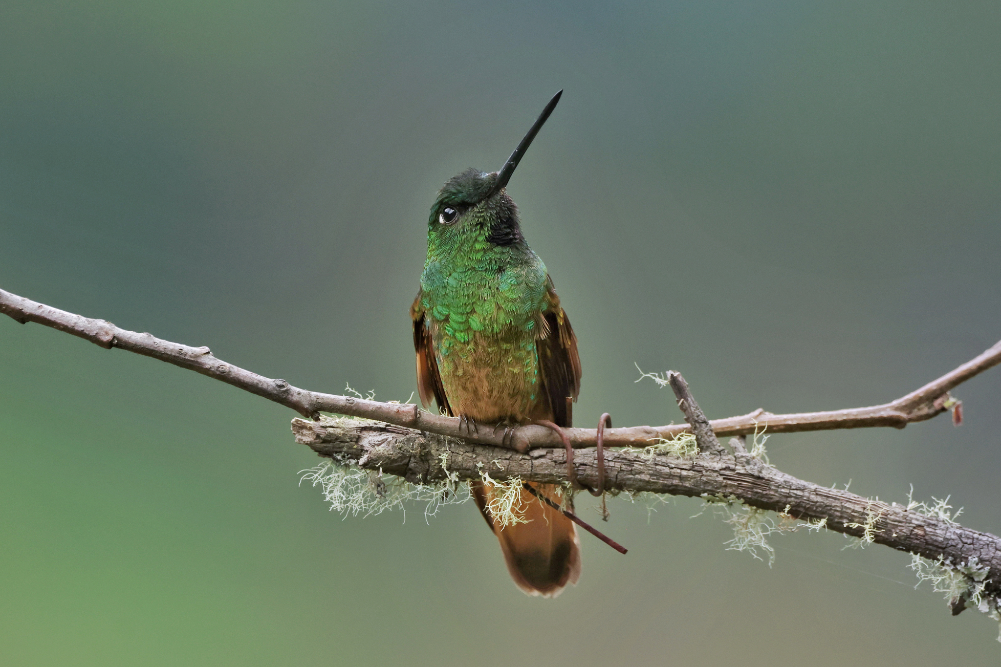 Violet-throated Starfrontlet (Coeligena violifer), photo 6