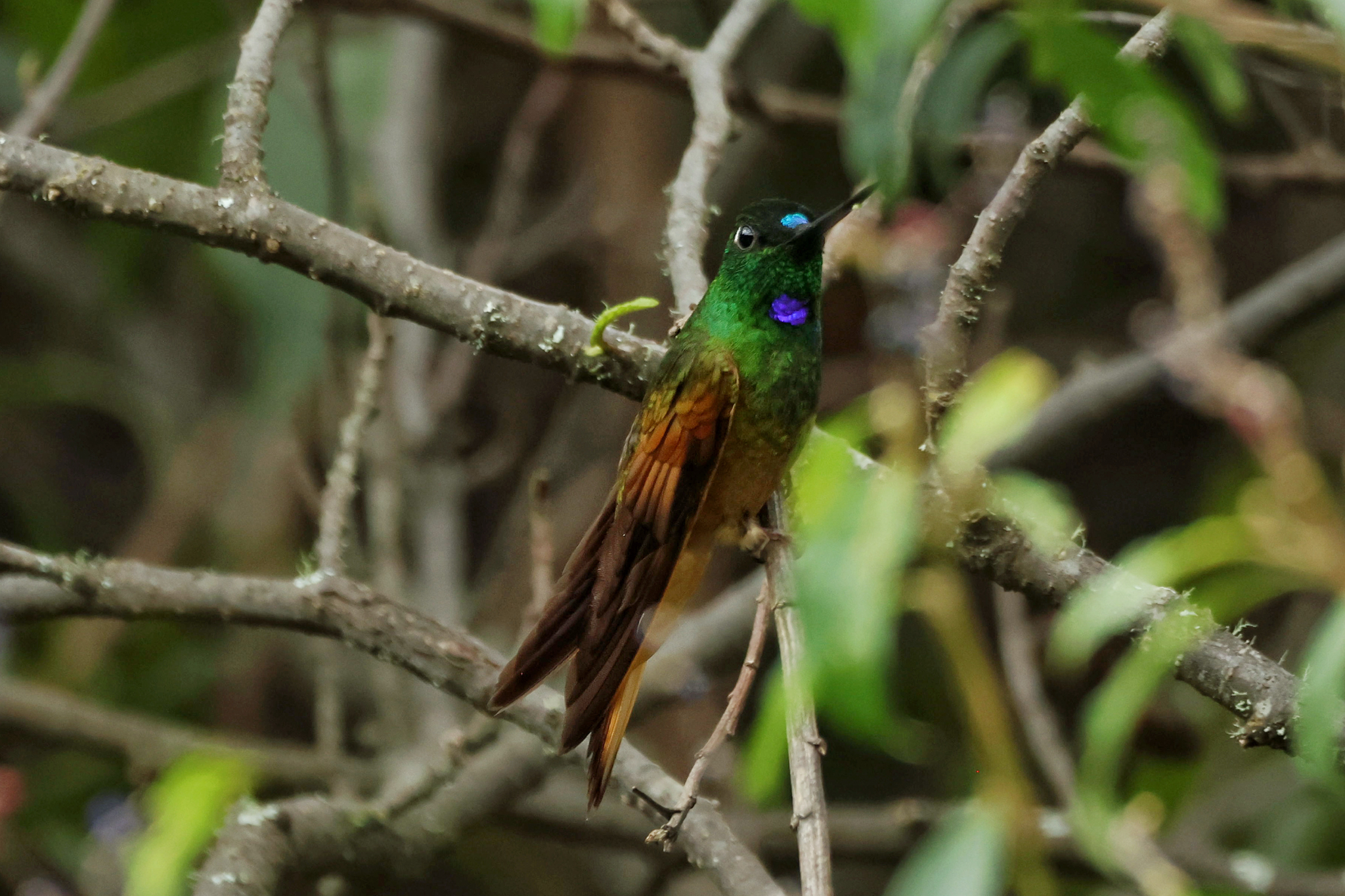 Violet-throated Starfrontlet (Coeligena violifer), photo 2