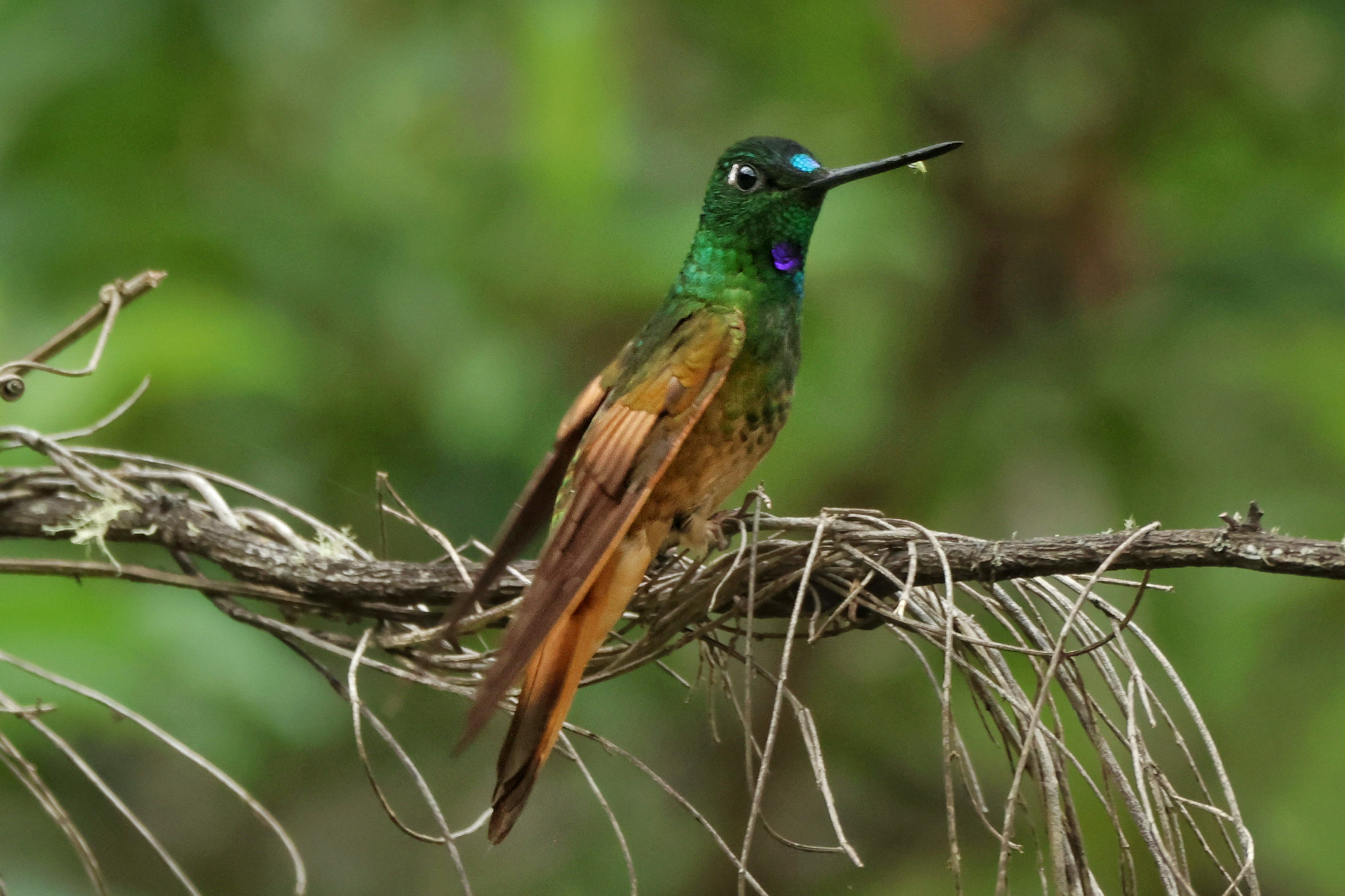 Violet-throated Starfrontlet (Coeligena violifer), photo 3
