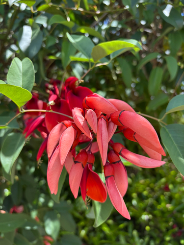 Erythrina crista-galli observed 2026-04-29