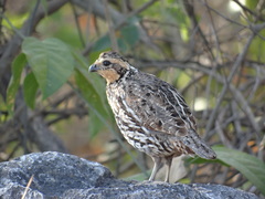 Colinus nigrogularis