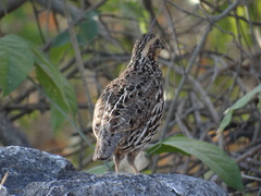 Colinus nigrogularis