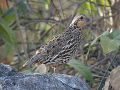 Colinus nigrogularis