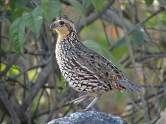 Colinus nigrogularis