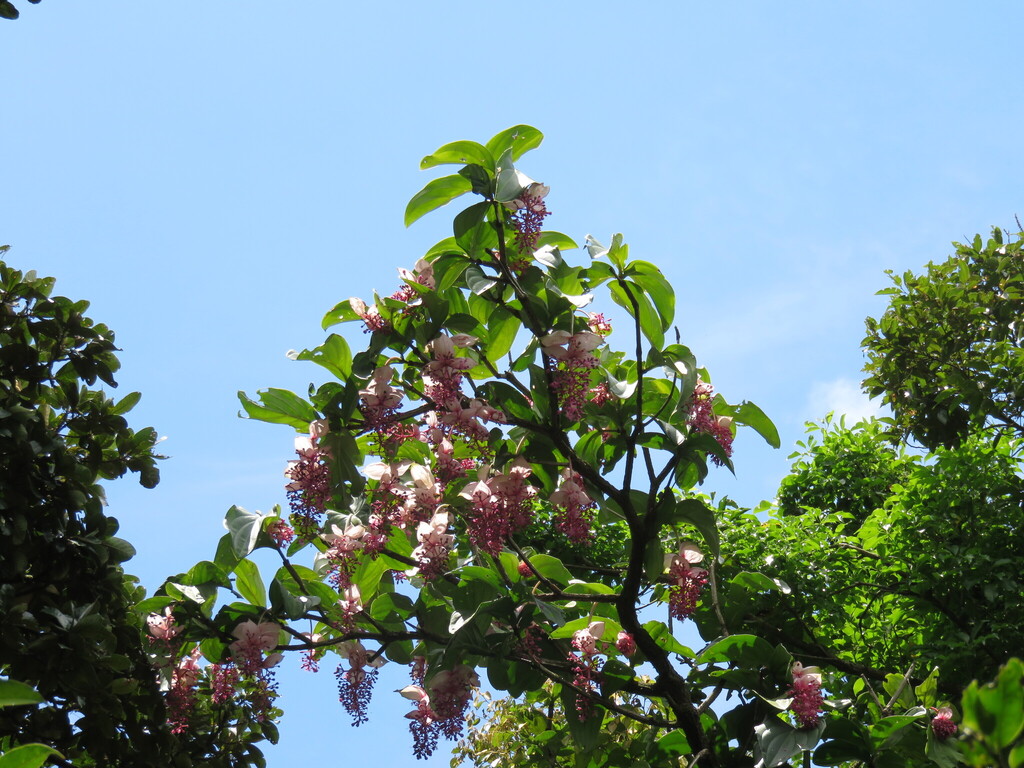 Medinilla magnifica, Bambang, Los Baños, Laguna, Philippines