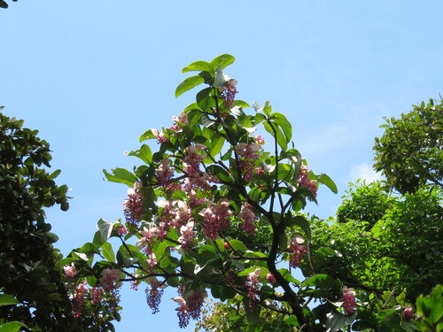 Medinilla magnifica